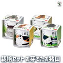【送料無料】栽培セット お芽でたお猪口 吾輩 かわいい猫デザインの栽培キット 簡単キット 栽培キット お手軽ガーデニング 室内 送料無料 即納