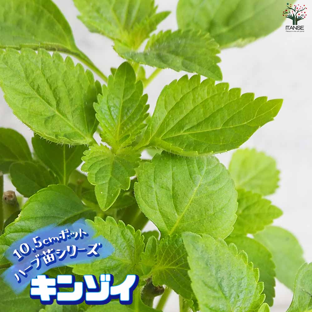 【送料無料】キンゾイ ハーブの苗 10.5cm鉢 ハーブ ハーブ苗 キンゾイ ベトナムハーブ アジアンハーブ シソ科 送料無料 即納のサムネイル