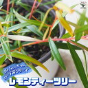 【P2倍★マラソン期間中】レモンティーツリー 【ハーブの苗 10.5cm鉢】ハーブ苗 ハーブ 苗 レモンティーツリー レプトスペルマム