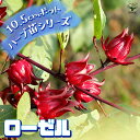 【SS期間全品10%OFF】ローゼル ハーブの苗 10.5cm鉢 ハーブ苗 ハーブの苗 ローゼル Roselle ローゼルソウ レモネードブッシュ 送料無料 即納