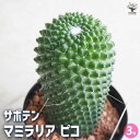 【送料無料】サボテン マミラリア ピコ 多肉植物 3号ポット サボテン さぼてん 仙人掌 多肉植物 観葉植物 リビング オフィス 事務所 インテリア 大型 送料...