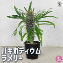 【ポイント2倍★マラソン期間】多肉植物 パキポディウム ラエリー 観葉植物 3号鉢 1個売り 多肉植物 寄せ植え ガーデニング リビング オフィス 事務所 イン...