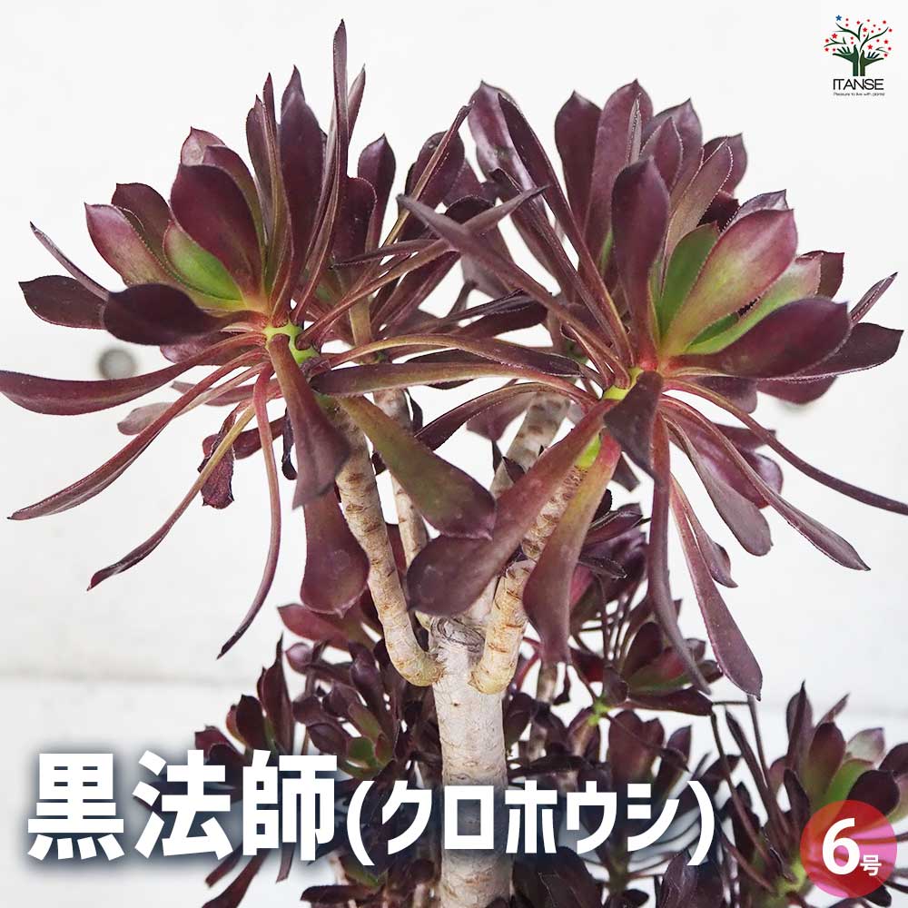 楽天市場】多肉植物 ブラックローズの通販 楽天市場】多肉植物 ブラックローズの通販