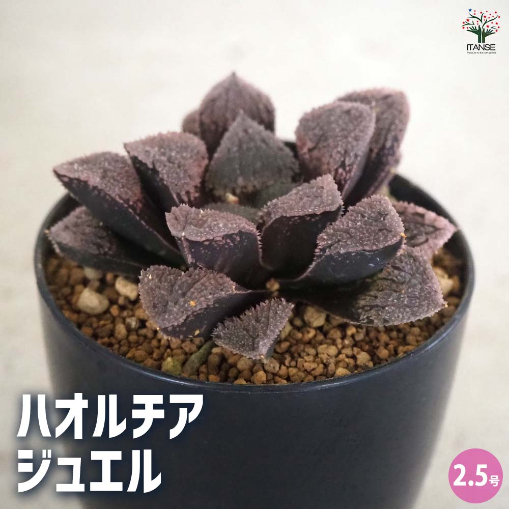 ハオルチアジュエル多肉植物2.5号...