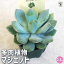 【P2倍★マラソン中】 多肉植物 マシェット 多肉植物 2.5号鉢 1個売り 多肉植物 寄せ植え ガーデニング リビング オフィス 事務所 インテリア? 感謝 ...