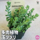 【P2倍★マラソン期間中】多肉植物 玉ツヅリ 【多肉植物 2.5号鉢/1個売り】多肉植物 寄せ植え ガーデニング リビング オフィス 事務所 インテリア? 感謝