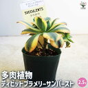 【P2倍★マラソン期間中】多肉植物 ディビットプラメリーサンバースト 【多肉植物 2.5号ポット/1個売り】多肉植物 寄せ植え ガーデニング リビング オフィス...
