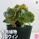 【P2倍★マラソン期間中】多肉植物 ハロウィン 【多肉植物 2.5号ポット/1個売り】多肉植物 寄せ植え ガーデニング リビング オフィス 事務所 インテリア?...