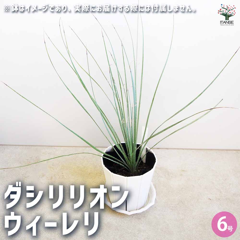 楽天市場】ダシリリオン(観葉植物|花・観葉植物):花 楽天市場】ダシリリオン(観葉植物|花・観葉植物):花
