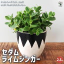 【ポイント2倍★マラソン期間】セダム ライムジンガー 多肉植物 2.5号 グランドカバー 観葉植物 リビング オフィス インテリア 送料無料 即納