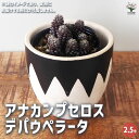 【送料無料】アナカンプセロス デパウペラータ 多肉植物 2.5号 多肉植物 ドライガーデン インテリアグリーン 送料無料 即納
