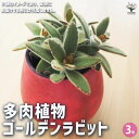 【送料無料】多肉植物 ゴールデンラビット 多肉植物 3号 多肉植物 寄せ植え ガーデニング リビング オフィス 事務所 インテリア 送料無料 即納