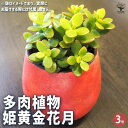 【ポイント2倍★マラソン期間】多肉植物 姫黄金花月 多肉植物 3号 多肉植物 寄せ植え ガーデニング リビング オフィス 事務所 インテリア? 送料無料 即納
