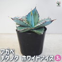 【送料無料】アガベ チタノタ ホワイトアイス 多肉植物 3号 リビング オフィス 事務所 インテリア 大型 おしゃれ オシャレ 育てやすい 御祝 お祝い 送料無料 即納