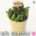 【ポイント2倍★マラソン期間】セダム ミルキーウェイ 多肉植物 2.5号 1個売り 送料無料 即納