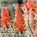 【ポイント2倍★マラソン期間】アロエ 花アロエ サファリサンライズ 多肉植物 4号鉢 アロエ キダチアロエ 木立アロエ 医者いらず 薬用 食用 herb ハーブ...