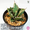 【ポイント2倍★マラソン期間】アガベ 鬼爪 ( ゴーストクロウ ) 多肉植物 3.5号鉢 1個売り リビング オフィス 事務所 インテリア 大型 おしゃれ オシ...