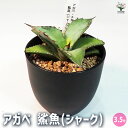 【ポイント2倍★マラソン期間】アガベ 鯊魚 ( シャーク ) 多肉植物 3.5号鉢 1個売り リビング オフィス 事務所 インテリア 大型 おしゃれ オシャレ ...