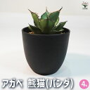 【P2倍★マラソン中】 アガベ 熊猫 ( パンダ ) 多肉植物 4号鉢 1個売り リビング オフィス 事務所 インテリア 大型 おしゃれ オシャレ 育てやすい ...