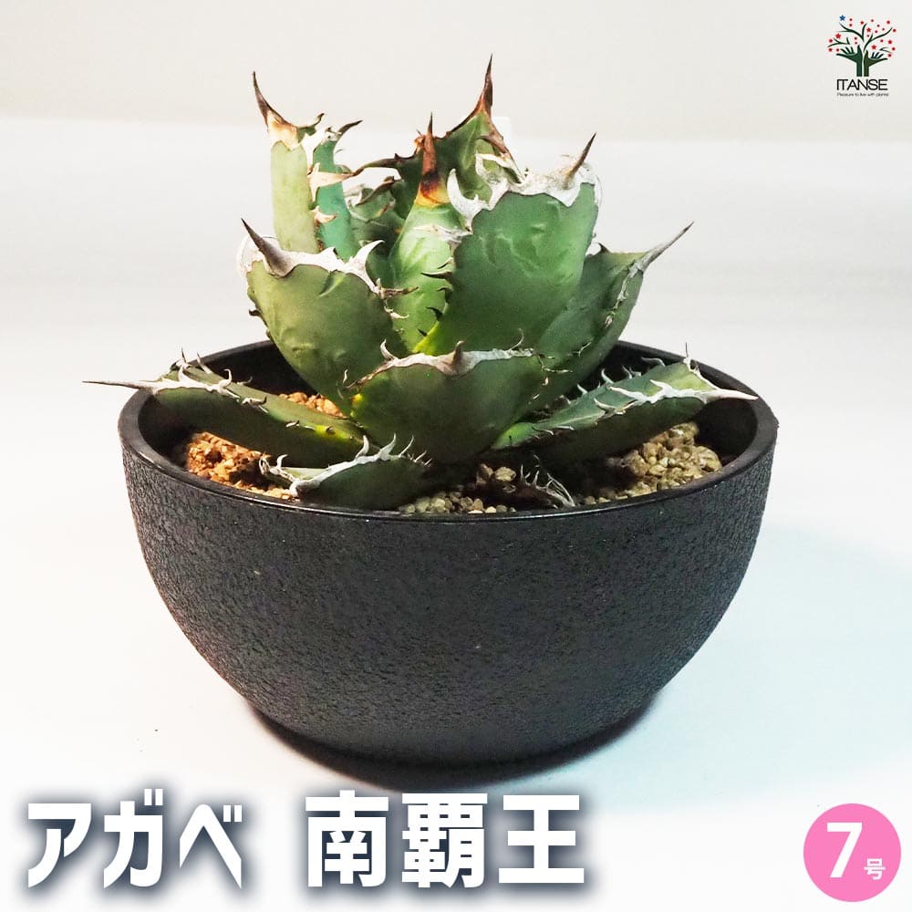 楽天市場】アガベ(サイズ(植木鉢)7 ~ 9号)の通販 楽天市場】アガベ(サイズ(植木鉢)7 ~ 9号)の通販