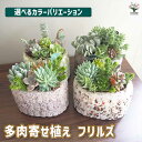 【送料無料】多肉寄せ植え フリルズ 【オシャレ寄せ植え】ガーデニング リビング オフィス 事務所 インテリア 卓上 ベランダ 育てやすい おしゃれ 園芸 室内 送料無料 即納