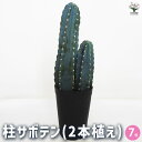 【ポイント2倍★マラソン期間】柱サボテン 2本植え 多肉植物 7号鉢 1個売り 多肉植物 観葉植物 柱サボテン 鬼面角 鬼面閣 さぼてん 仙人掌 多肉植物 送料...