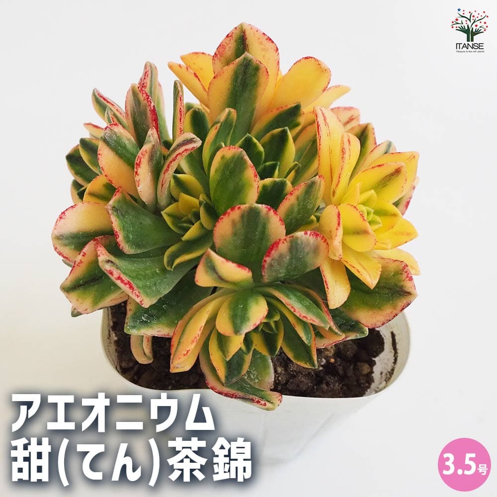 楽天市場】アエオニウム(観葉植物|花・観葉植物):花 楽天市場】アエオニウム(観葉植物|花・観葉植物):花
