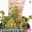 【P2倍★マラソン期間中】クラッスラ セツローサ 【多肉植物 2.5〜3号】小さな庭 おうち園芸 ベランダ栽培 ギフト
