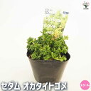 【P2倍★マラソン期間中】セダム オカタイトゴメ 【多肉植物 2.5〜3号】グランドカバー 観葉植物 リビング オフィス インテリア