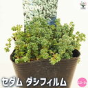 【ポイント2倍★マラソン期間】セダム ダシフィルム 多肉植物 2.5〜3号 グランドカバー 観葉植物 リビング オフィス インテリア 送料無料 即納