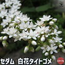 【P2倍★マラソン期間中】セダム タイトゴメ白花 【多肉植物 2.5〜3号】グランドカバー 観葉植物 リビング オフィス インテリア