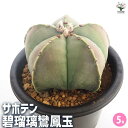 【送料無料】サボテン 碧瑠璃鸞鳳玉 多肉植物 5号 1個売り サボテン さぼてん 仙人掌 多肉植物 観葉植物 リビング オフィス 事務所 インテリア 大型 送料無料 即納