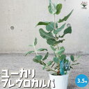【P2倍★マラソン期間中】ユーカリ プレウロカルパ【庭木】ユーカリ ユーカリの苗 ユーカリの苗木 グニー グニユーカリ グニーユーカリ 庭木
