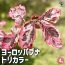 【P2倍★マラソン期間中】ヨーロッパブナ トリカラー 【庭木 4号/1個売り】