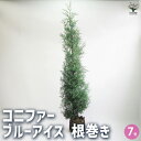 【P2倍★マラソン期間中】コニファー ブルーアイス 根巻き 【庭木 7号/1個売り】