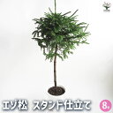 【P2倍★マラソン期間中】エゾ松 スタンド仕立て 【庭木 8号鉢/1個売り】お祝い 縁起物 迎春 盆栽仕立て 松の木 まつのき Pinus ミニ盆栽