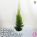 【P2倍★マラソン期間中】コニファー ゴールドクレスト 【庭木 6号鉢/1個売り】常緑 針葉樹 クリスマスツリーにしたり、クリスマスリースとしても使用されます