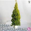 【P2倍★マラソン期間中】コニファー ゴールドクレストクリスタル 【庭木 8号鉢/1個売り】常緑 針葉樹 クリスマスツリーにしたり、クリスマスリースとしても使用...