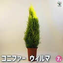 【P2倍★マラソン期間中】コニファー ウィルマ 【庭木 7号鉢/1個売り】常緑 針葉樹 クリスマスツリーにしたり、クリスマスリースとしても使用されます