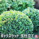 【送料無料】ボックスウッド 玉仕立て 【 庭木 8号/1個売り 】 西洋ツゲ ガーデニング 生垣