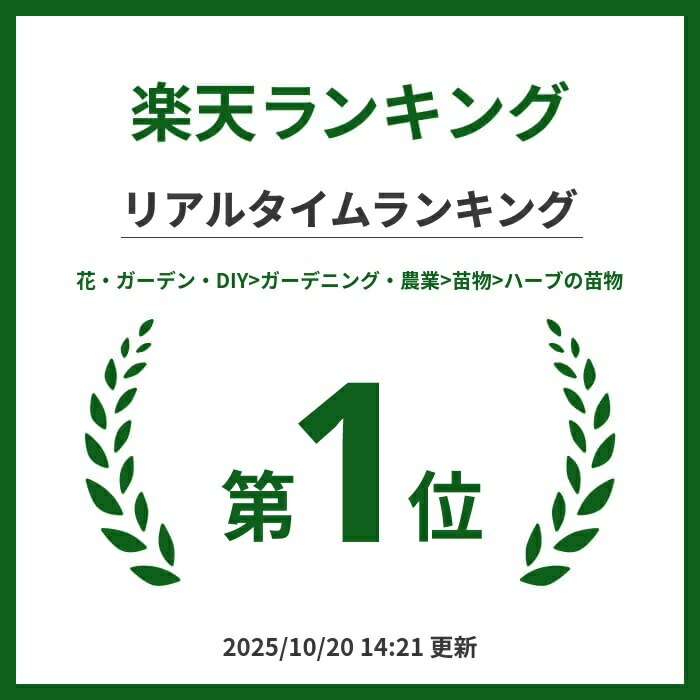 【送料無料】アーティチョーク グリーングローブ ハーブ苗 9cmポット 3個セット 庭植え グランドカバー ベランダ 庭園 クラフト herb ギフト 精油 アロマテラピー ポプリ ハーブティー 露地植え 送料無料 即納