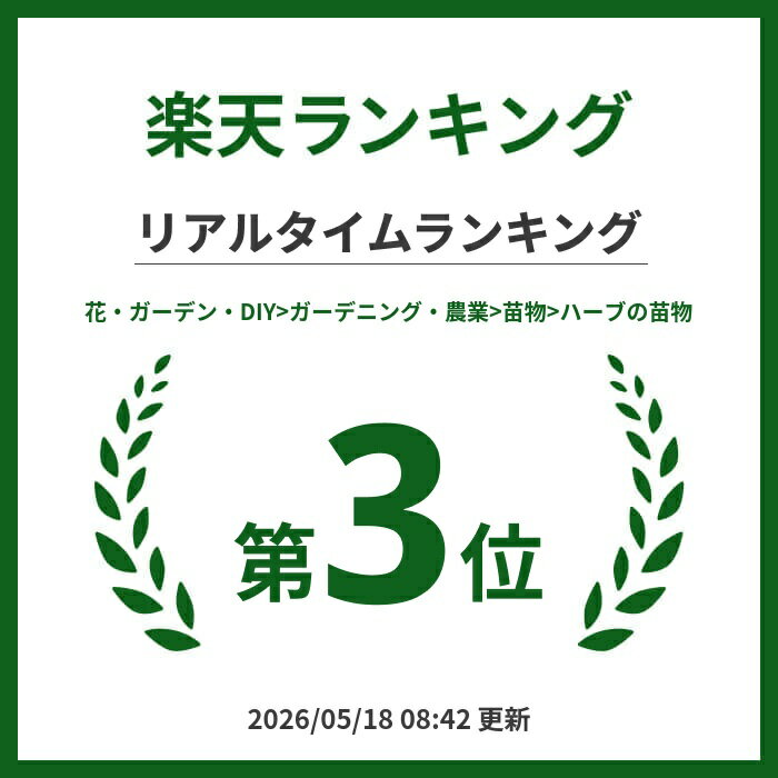 【送料無料】キャットタイム ハーブ苗 9cmポット タイム苗 ドライハーブ 農園 グラ...