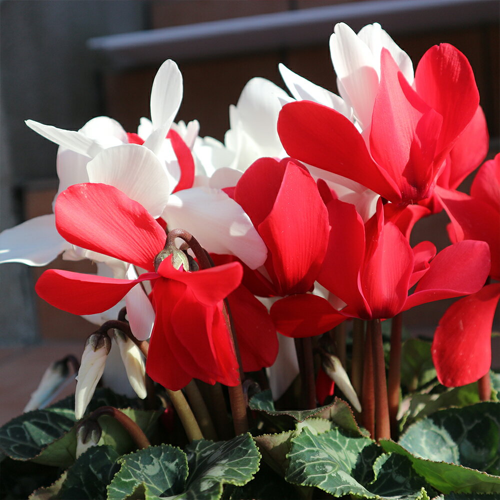 送料無料 シクラメン紅白寄せ植え 花苗 開花株 6号大鉢 1個売り シクラメン カガリビバナ フラワー サクラソウ科 シクラメン属 開花株 ガーデンシクラメン 多年草 Cyclamen Persicum 植 送料無料 シクラメン紅白寄せ植え 花苗 開花株 6号大鉢 1個売り シクラメン カガリビバナ フラワー サクラソウ科 シクラメン属 開花株 ガーデンシクラメン 多年草 Cyclamen Persicum 植