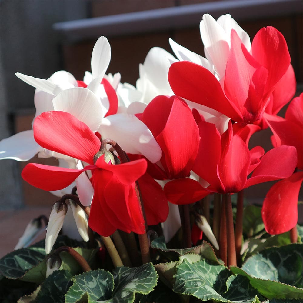 Sale 低価 送料無料 シクラメン紅白寄せ植え 花苗 開花株 6号大鉢 1個売り シクラメン カガリビバナ フラワー サクラソウ科 シクラメン属 開花株 ガーデンシクラメン 多年草 Cyclamen Persicum 植 Sale 低価 送料無料 シクラメン紅白寄せ植え 花苗 開花株 6号大鉢 1個売り シクラメン カガリビバナ フラワー サクラソウ科 シクラメン属 開花株 ガーデンシクラメン 多年草 Cyclamen Persicum 植