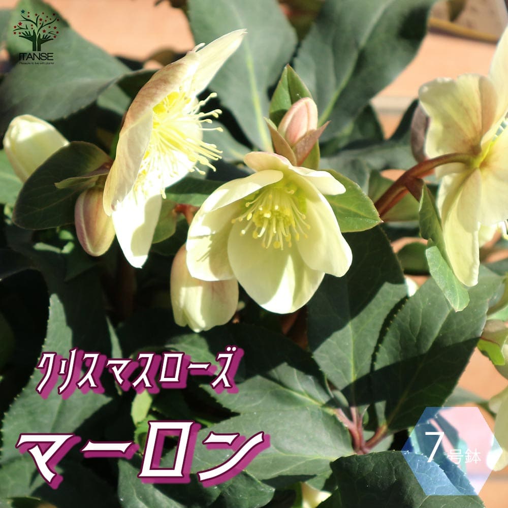 楽天市場】クリスマスローズ 販売(開花時期夏)の通販 楽天市場】クリスマスローズ 販売(開花時期夏)の通販