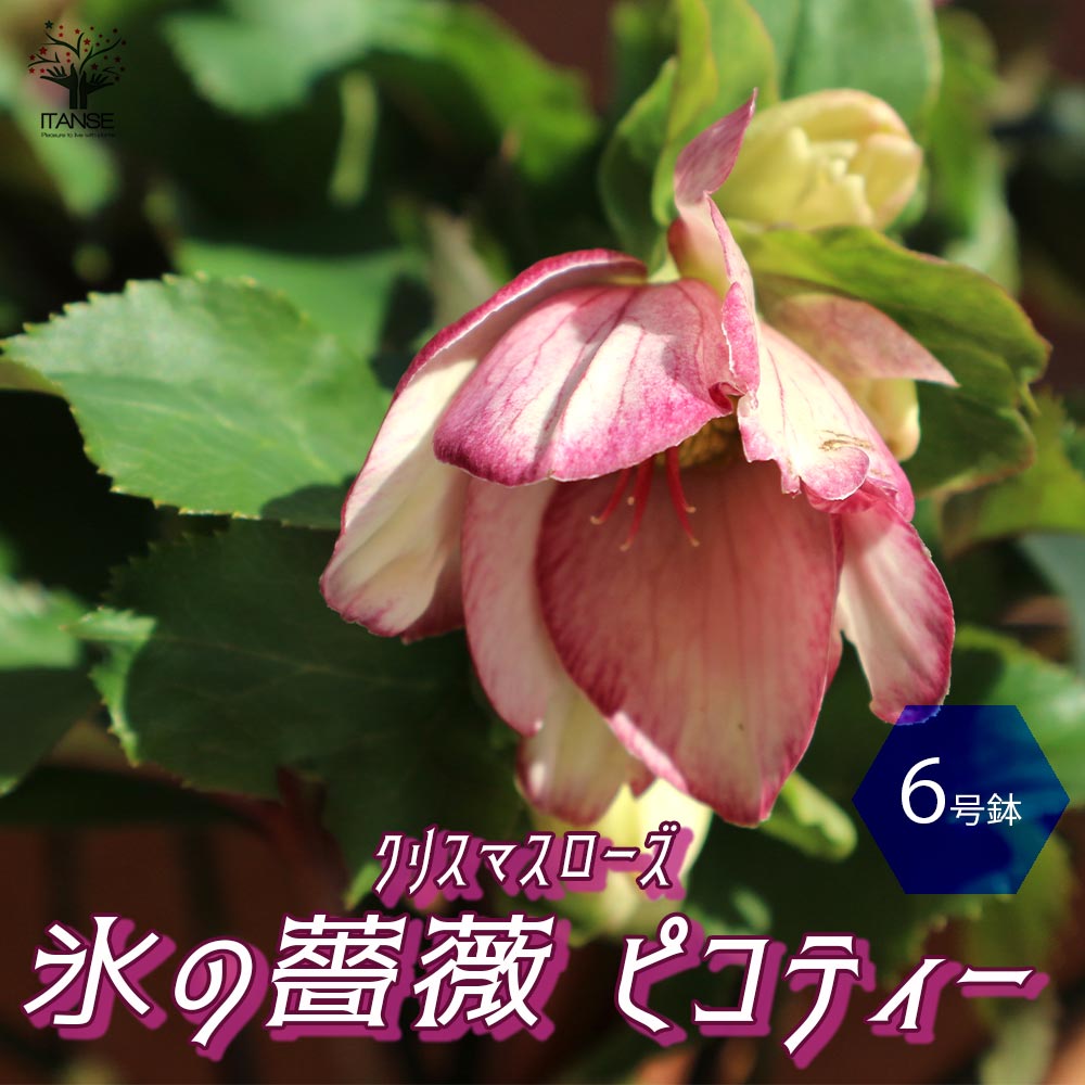 【送料無料】クリスマスローズ HGC IceN'roses 氷の薔薇：ピコティー【花苗 6号ポット／1個売り】クリスマスローズ苗 キンボウゲ ヘレボルス 多花性 カラーリーフ 生け垣 生垣 庭木 植木 花木 花壇