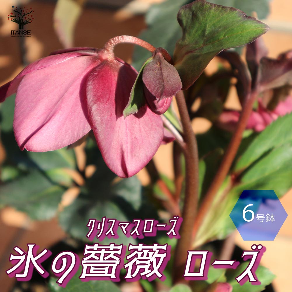 【送料無料】クリスマスローズ HGC IceN'roses 氷の薔薇：ローズ【花苗 6号ポット ／1個売り】クリスマスローズ苗 キンボウゲ ヘレボルス 多花性 カラーリーフ 生け垣 生垣 庭木 植木 花木 花壇