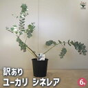 【送料無料】ユーカリ シネレア 訳アリ 花木苗 6号ポット 1個売り ユーカリ ユーカリの苗 ユーカリの苗木 グニー グニユーカリ グニーユーカリ 庭木 送料無...