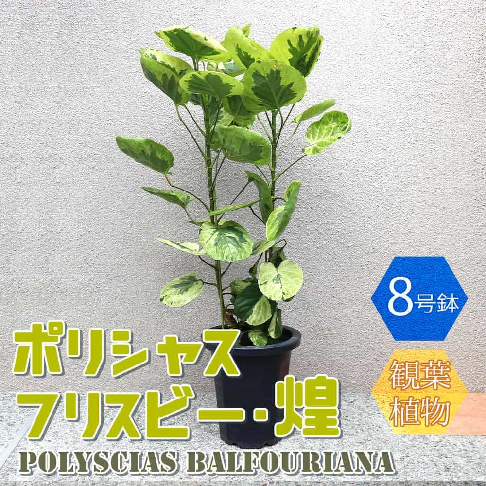 【マラソン中★ポイントUP】ポリシャス・フリスビー・煌(きらめき)【観葉植物 8号プラスチック鉢 大型／1個売り】観葉植物 リビング オフィス 事務所 インテリア 大型 おしゃれ オシャレ 育てやすい 御祝 お祝い 新築祝い プレゼント 観葉植物