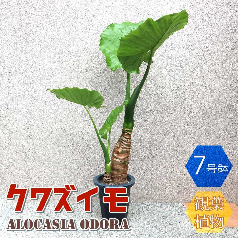 クワズイモ 【送料無料】クワズイモ【観葉植物 7号プラスチック鉢 中型／1個売り】観葉植物 リビング オフィス 事務所 インテリア 大型 おしゃれ オシャレ 育てやすい 御祝 お祝い 新築祝い プレゼント 観葉植物